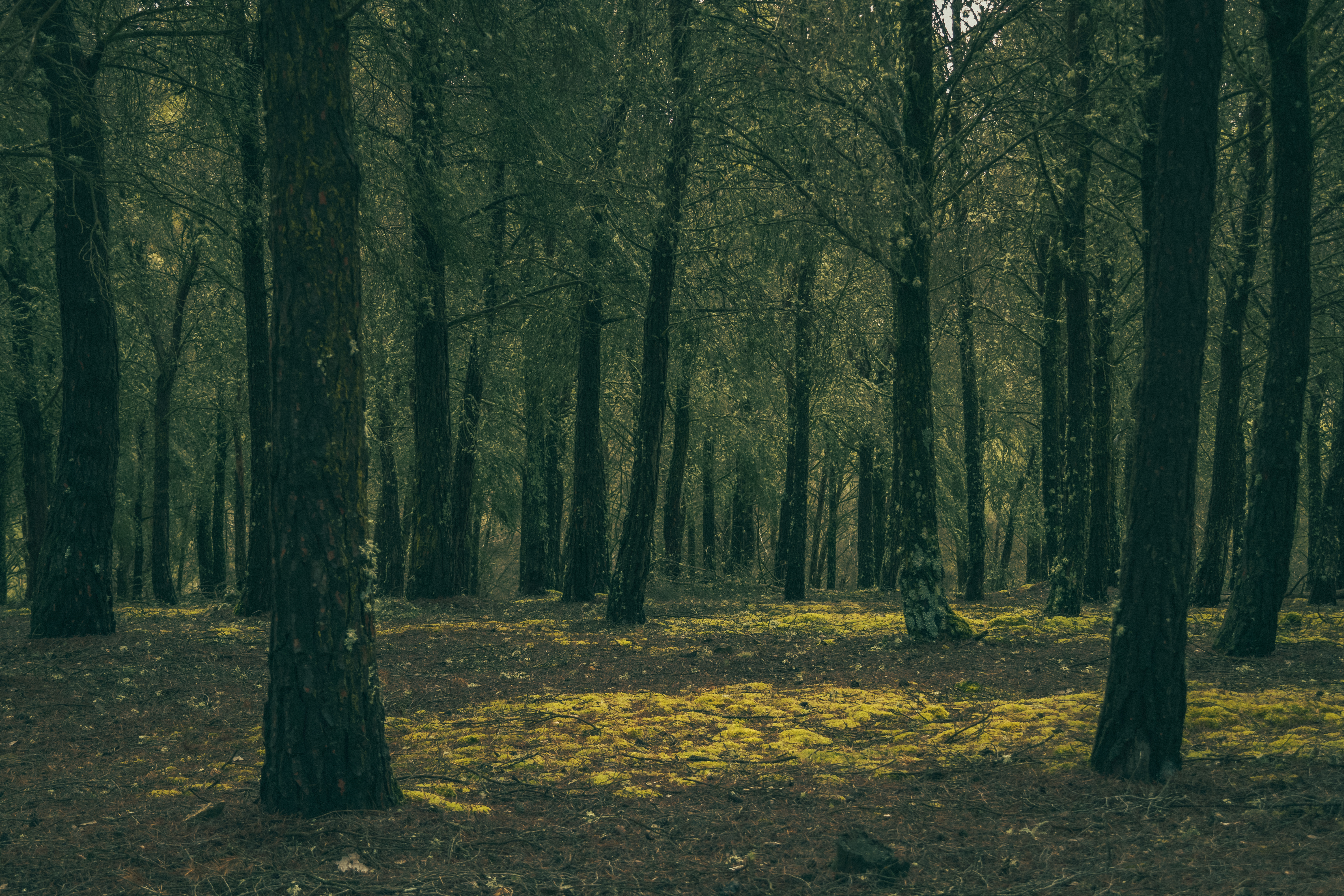 Dark Forest